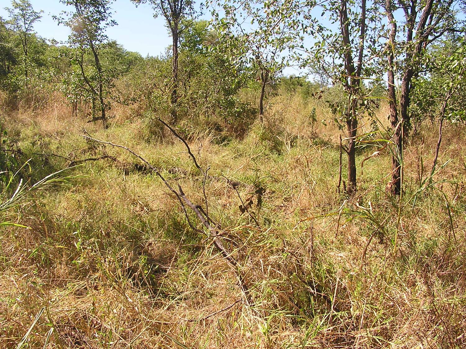 grassland-recovered.jpg